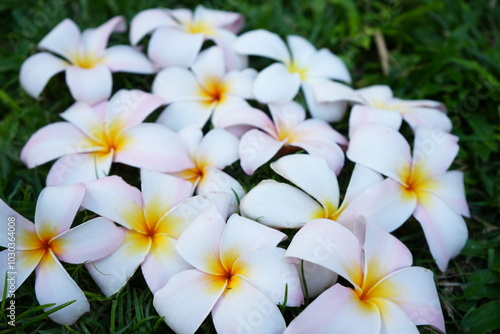 Beautiful White Plumeria, Image of Tropical Paradise - 白いプルメリアの花