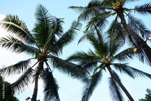 Obraz na płótnie Palm Tree on Waikiki Beach in Honolulu, Hawaii, USA - アメリカ ハワイ ホノルル ワイキキビーチ ヤシの木 w salonie