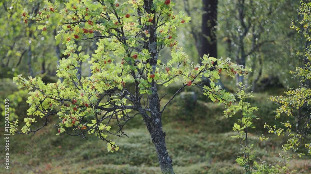 A vibrant rowan tree displays bright green leaves and red berries, standing tall in the middle of a forest. A vibrant rowan tree displays bright green leaves and red berries, standing tall in the middle of a forest.
