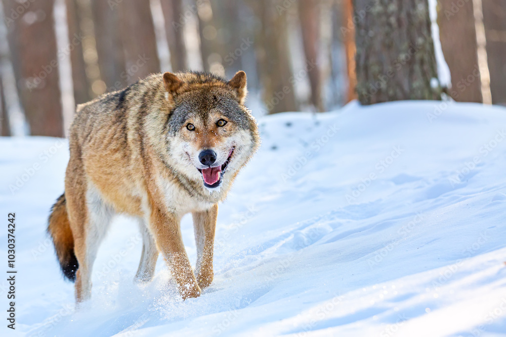 Naklejka premium Timber wolf in snowy sunny winter forest. European wolf Canis Lupus with opened mouth in natural habitat. Wild life.