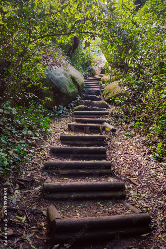 Rustic Wooden Steps in a Serene Forest Pathway Rustic Wooden Steps in a Serene Forest Pathway