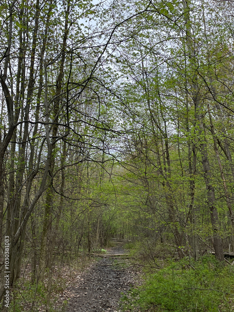 Obraz premium Forest