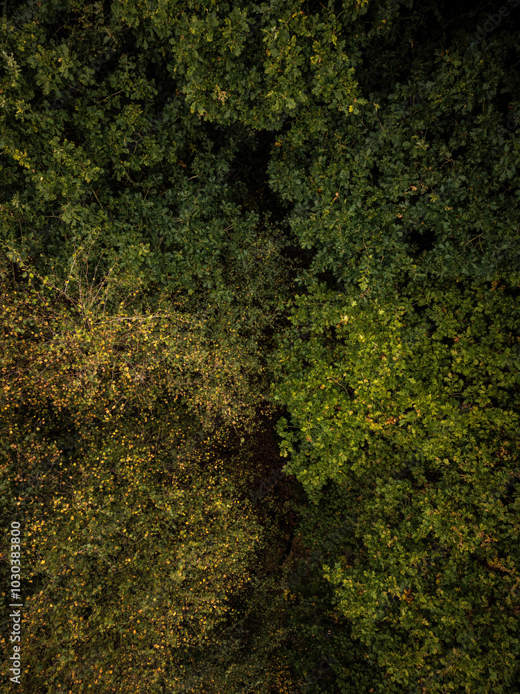 Drone woodland aerial autumn background of trees Drone woodland aerial autumn background of trees