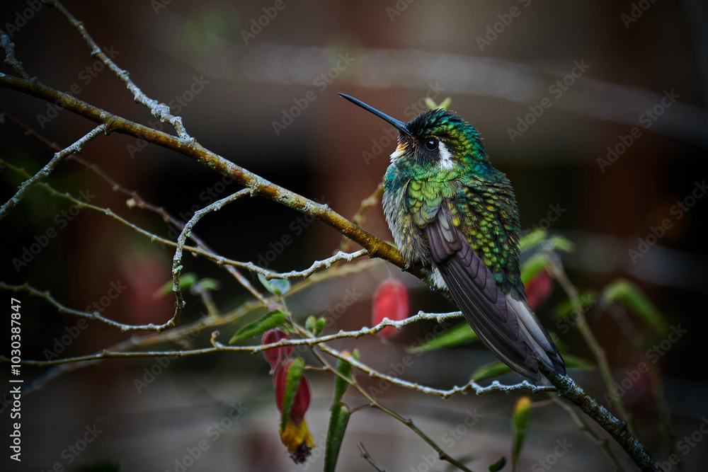 Fototapeta premium Kolibri in Costa Rica