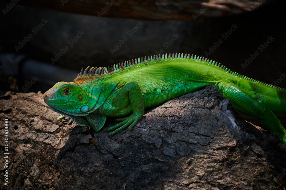Fototapeta premium Green Lizard in Costa Rica