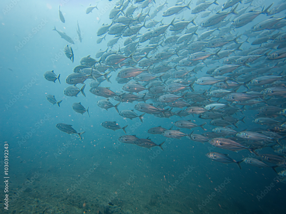 Fototapeta premium A large school of Big Eye Trevally, Jackfish, or Caranx sexfasciatus, outside Puerto Galera, Philippines