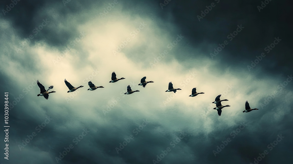 Fototapeta premium A group of geese flying in a synchronized formation across a stormy sky, capturing the resilience of migratory birds in facing challenging weather conditions.