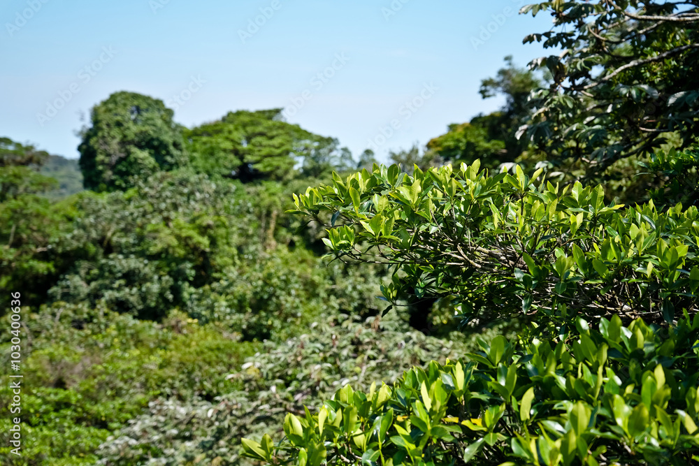 Urwald Costa Rica Urwald Costa Rica