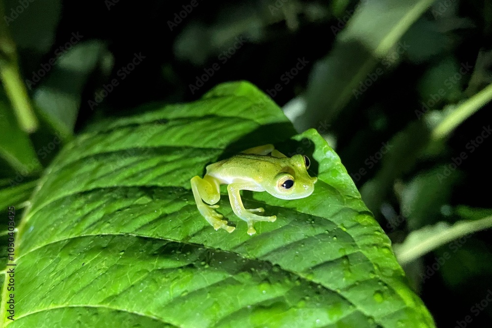 Frosch in Costa Rica