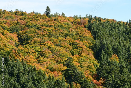 Forest in autumn in France