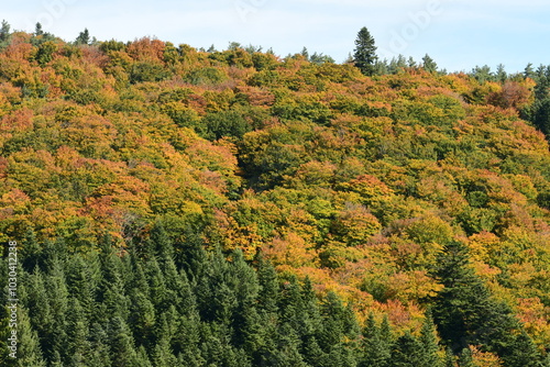 Forest in autumn in France