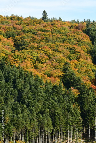 Forest in autumn in France