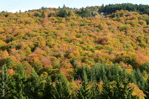 Forest in autumn in France