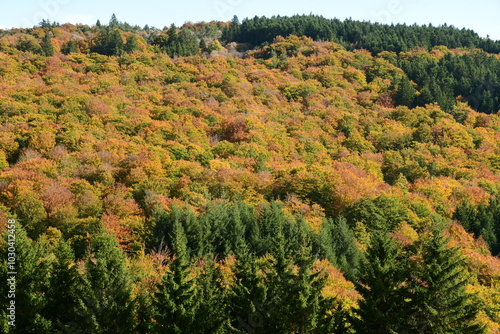 Forest in autumn in France