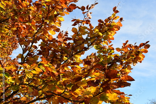 Forest in autumn in France