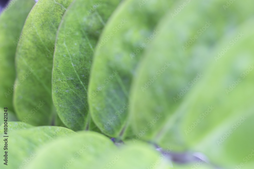 Close up of green leaves on a blurred background, Zamioculcas Zamiifolia Black, House plant - Zamioculcas Zamiifolia Black ZZ Plant Rare Aroid Air Purifier Close up of green leaves on a blurred background, Zamioculcas Zamiifolia Black, House plant - Zamioculcas Zamiifolia Black ZZ Plant Rare Aroid Air Purifier