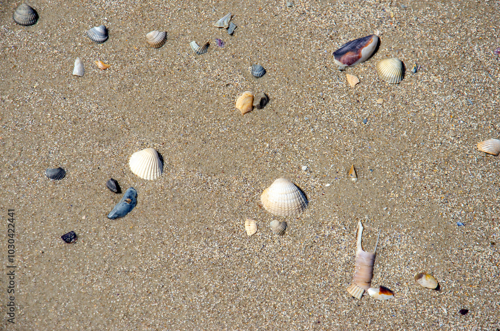 North Sea mussels on the sandy beach of the island of Wangerooge. North Sea mussels on the sandy beach of the island of Wangerooge.