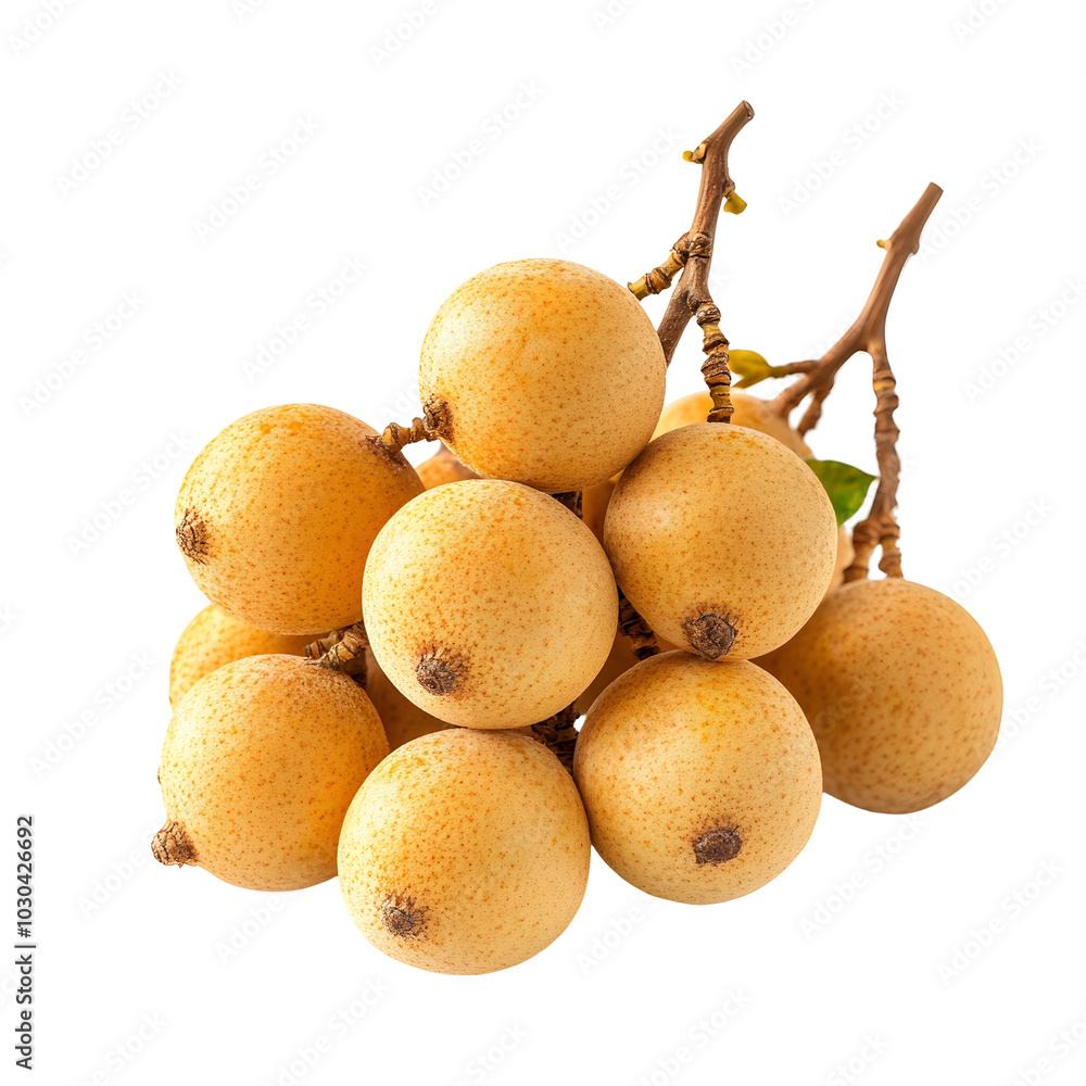 Fototapeta premium Fresh Ripe Longan Fruit Cluster Branch