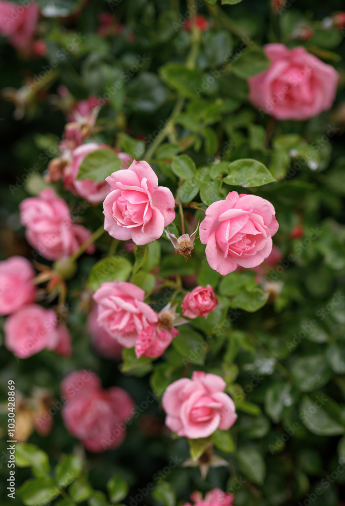 pink roses are blooming in the garden pink roses are blooming in the garden