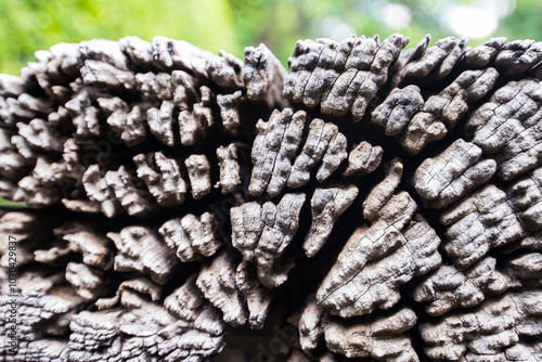 texture of the bark of a tree photo