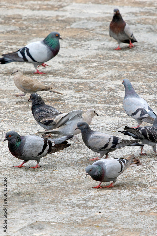 group of colourful pigeons (Columba livia) and brown doves (Streptopelia decaocto) looking for food on the ground. selective focus group of colourful pigeons (Columba livia) and brown doves (Streptopelia decaocto) looking for food on the ground. selective focus