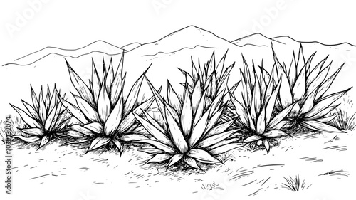 Agave plants with thick, fleshy leaves in an arid terrain, vector illustration art