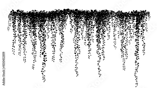 A cascading vine covered in numerous small, paper-thin flowers in clusters, vector illustration art