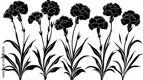 Carnation plant growing in the garden with multiple flower heads, vector illustration art