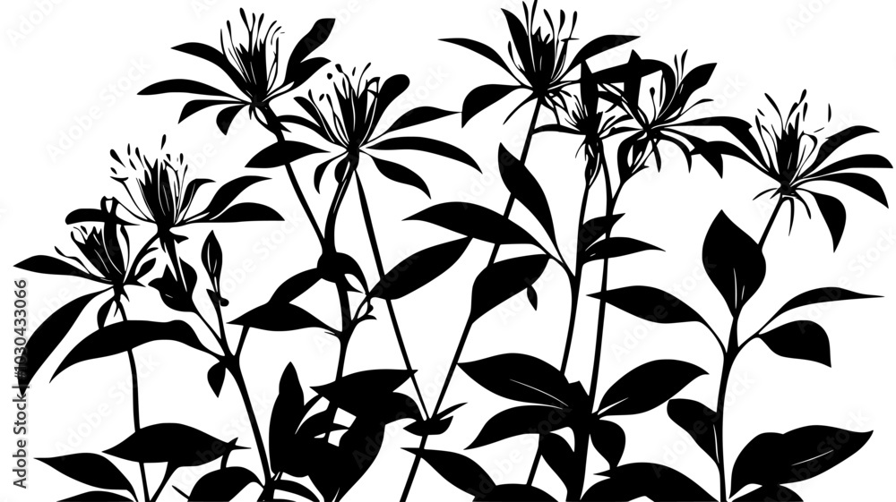 Cleome with spider-like flowers growing at the back of a border, vector illustration art Cleome with spider-like flowers growing at the back of a border, vector illustration art
