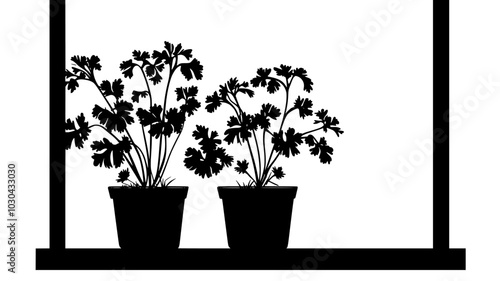 Cilantro plants with feathery leaves in kitchen windowsill, vector illustration art