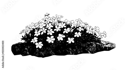 Creeping phlox cascading over the edge of a retaining wall, vector illustration art
