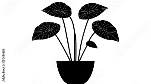 Alocasia with ribbed leaves in a large floor planter, vector illustration art