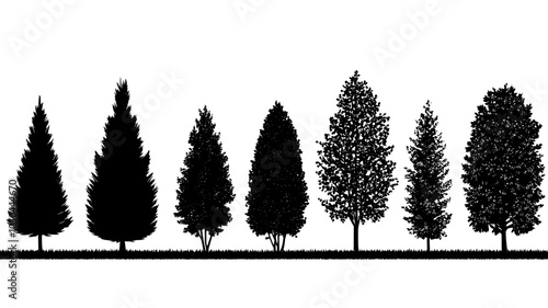 Arborvitae trees forming a dense green windbreak along the edge of a property, vector illustration art