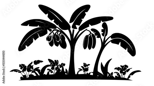 Banana tree with fruit bunch ripening in plantation, vector illustration art