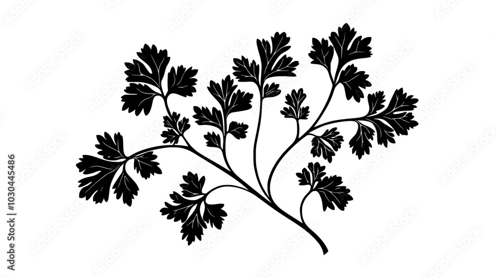 Cilantro plant with delicate, lacy leaves growing in a herb garden, vector illustration art Cilantro plant with delicate, lacy leaves growing in a herb garden, vector illustration art