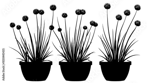 Chives growing in a thick clump with thin, hollow green leaves in a container, vector illustration art