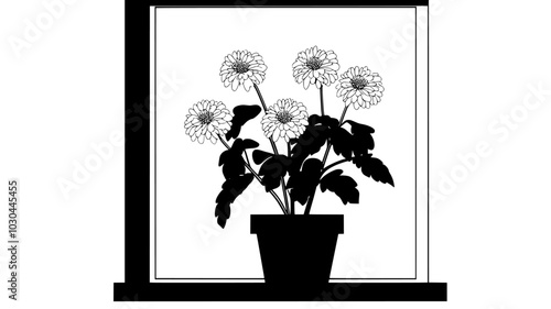 Chrysanthemum plant with flowers in a sunny window spot, vector illustration art