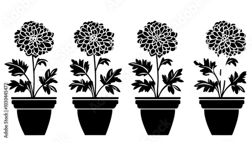 Chrysanthemums arranged upright in clusters in a planter, vector illustration art