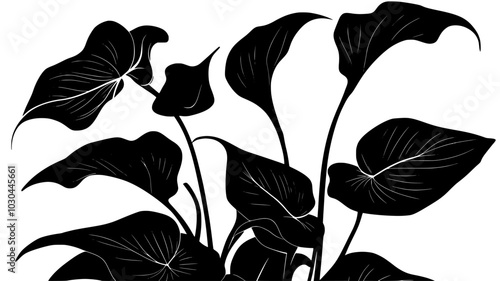 A close-up shot of Calla lily leaves and flowers, vector illustration art