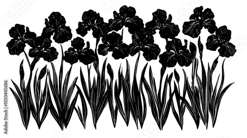 Cluster of bearded iris flowers blooming in an organized flower patch, vector illustration art