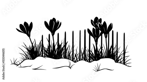 Crocuses emerging from snow-covered ground near a fence, vector illustration art