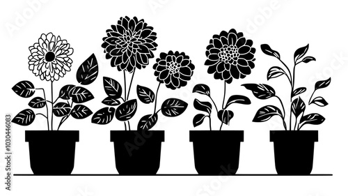 Dahlias blooming in a home garden alongside autumn plants, vector illustration art