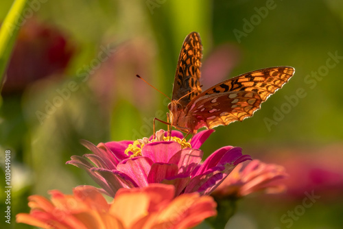 Great Spangled Fritillary Butterfly gathers nectar from summer flowers photo