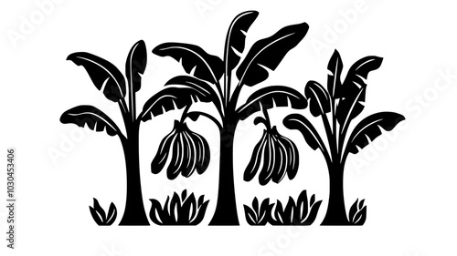 Banana tree with fruit bunch ripening in plantation, vector illustration art