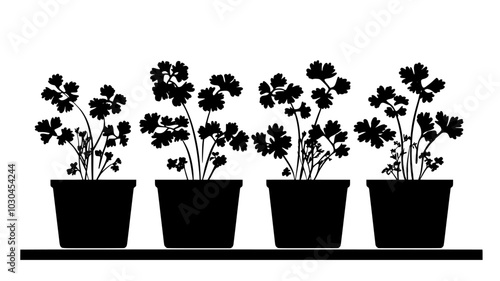 Cilantro plants with feathery leaves in kitchen windowsill, vector illustration art
