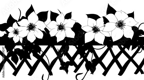 Clematis with large flowers climbing on a trellis with tendrils, vector illustration art