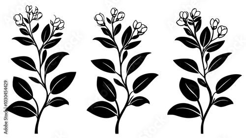 Clove trees with unopened flower buds in a plantation, vector illustration art