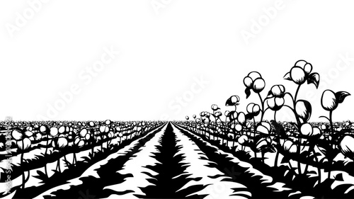 Cotton plants growing in rows across an expansive agricultural field, vector illustration art