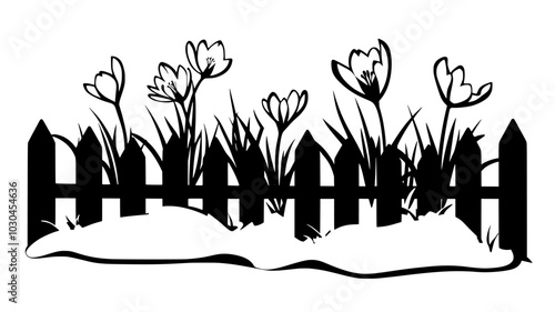 Crocuses emerging from snow-covered ground near a fence, vector illustration art