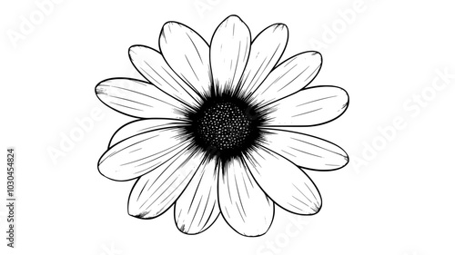 Daisy flower viewed from above showing radial petal arrangement, vector illustration art